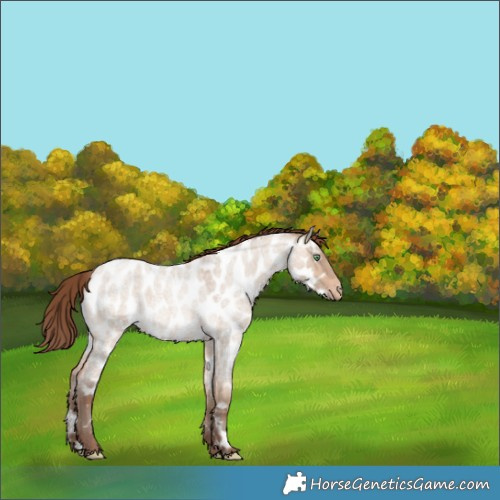 Horse Color:Amber Champagne Roan Dun Appaloosa