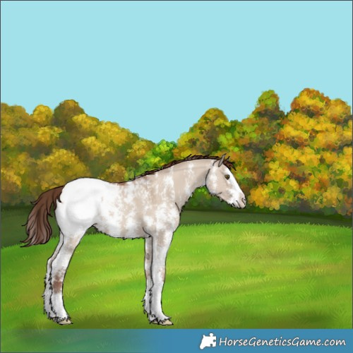 Horse Color:Classic Champagne Dun Sabino Splash Appaloosa 