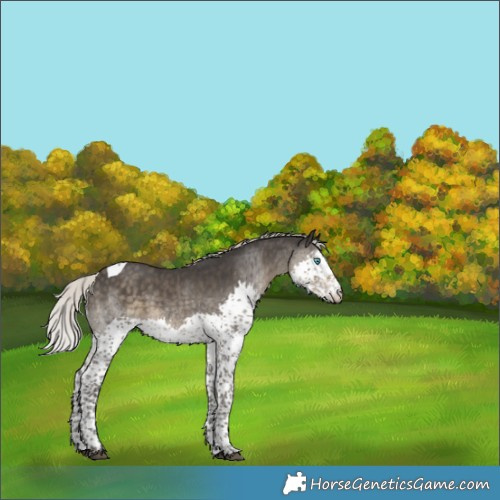 Horse Color:Silver Smoky Black Splash Tobiano 