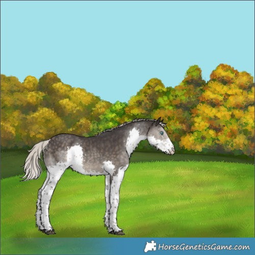 Horse Color:Silver Smoky Black Splash Tobiano 