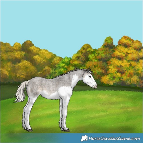Horse Color:Silver Smoky Blue Roan Sabino Splash Rabicano 