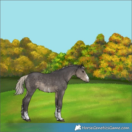 Horse Color:Silver Smoky Black Sabino Rabicano 