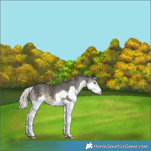 Horse Color:Silver Smoky Black Sabino Splash Rabicano 
