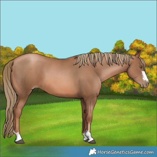 Horse Color:Liver Chestnut Pearl 