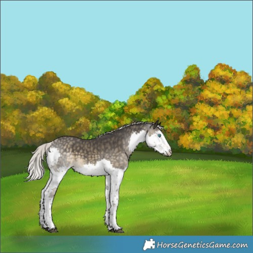 Horse Color:Silver Smoky Black Splash Rabicano 