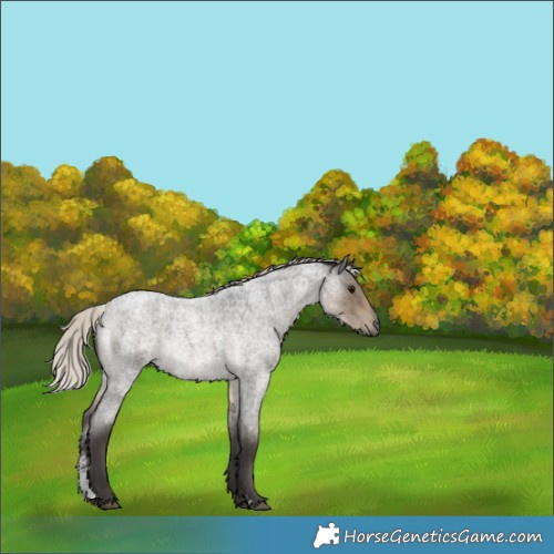 Horse Color:Silver Smoky Blue Roan Sabino Rabicano 