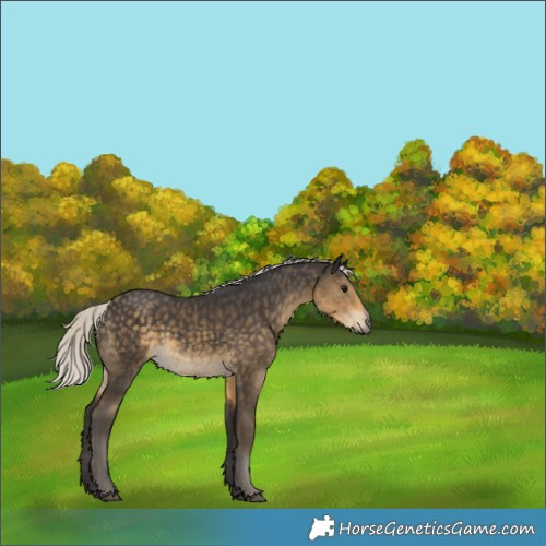 Horse Color:Silver Smoky Black 