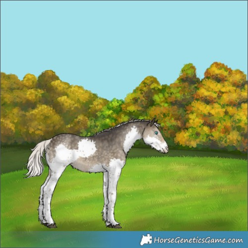 Horse Color:Silver Smoky Black Sabino Splash Rabicano 