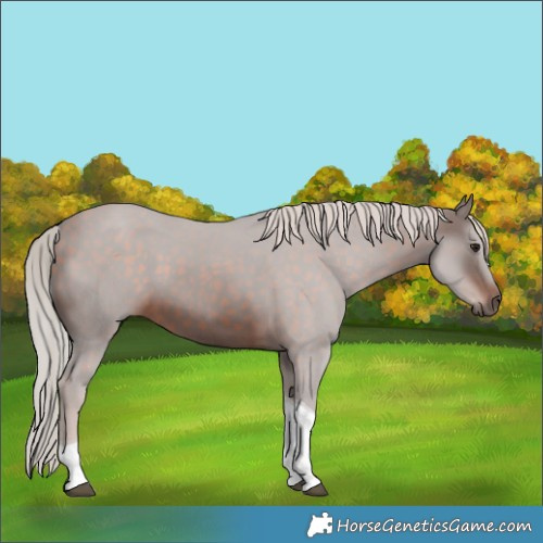 Horse Color:Silver Brown Tobiano