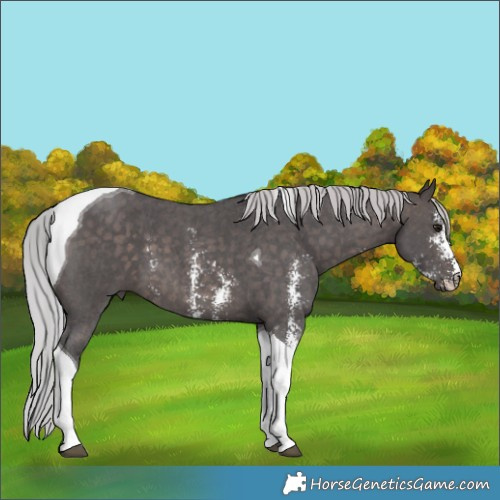 Horse Color:Platinum Silver Brown Sabino Tobiano 