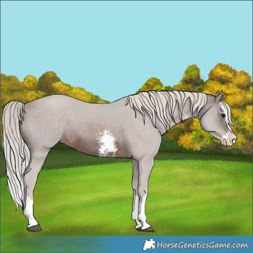 Horse Color:Silver Brown Sabino Splash