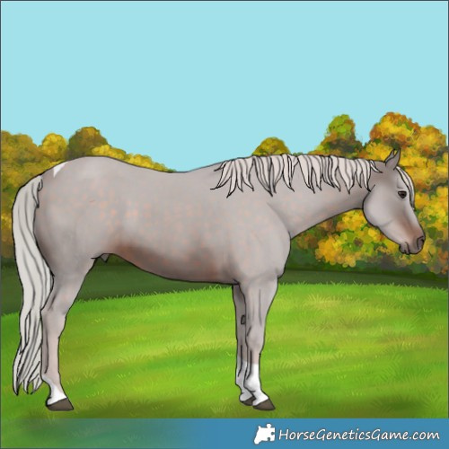 Horse Color:Silver Brown Tobiano 
