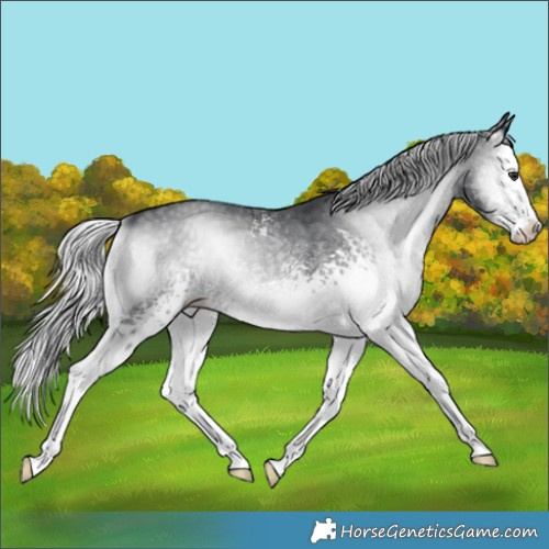 Horse Color:White Spotted Silver Blue Onyx Chinchilla Splash 
