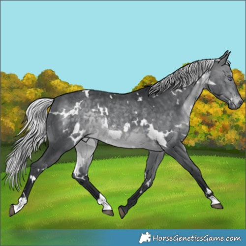 Horse Color:White Spotted Silver Brown Chinchilla