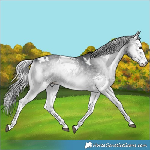 Horse Color:White Spotted Silver Blue Onyx Chinchilla