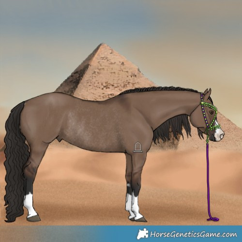 Horse Color:Liver Red Dun Rabicano