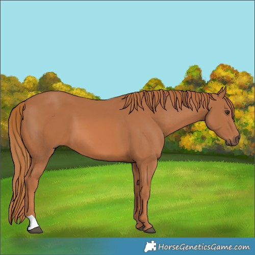 Horse Color:Chestnut 