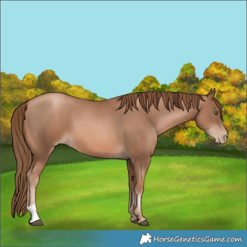 Horse Color:Liver Chestnut Pearl