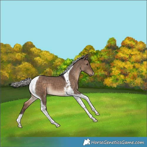 Horse Color:Silver Brown Dun Tobiano