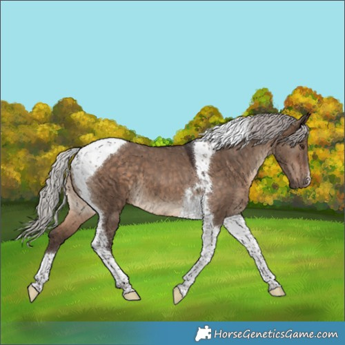 Horse Color:Silver Brown Dun Tobiano 