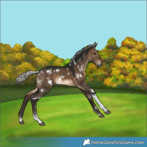 Horse Color:Gray White Spotted Silver Brown Dun Tobiano 