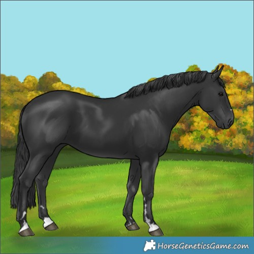 Horse Color:Black