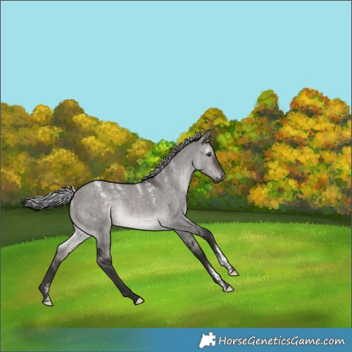 Horse Color:Powder White Gray Platinum Silver Bay Dun 