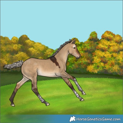 Horse Color:Gray Silver Bay Dun Tobiano 