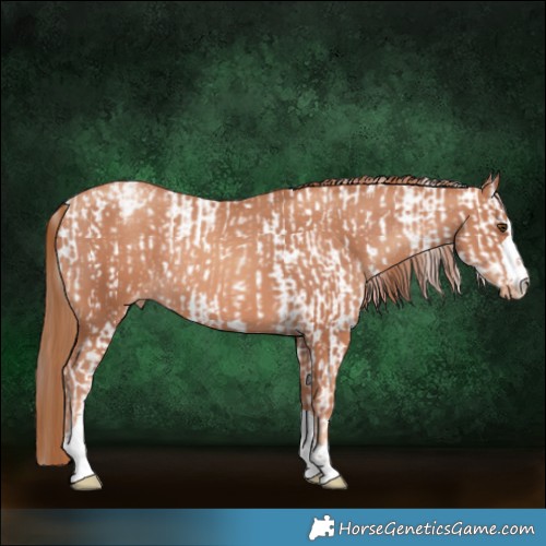 Horse Color:Classic Champagne Dun Sabino  and Gold Champagne Appaloosa Rabicano 