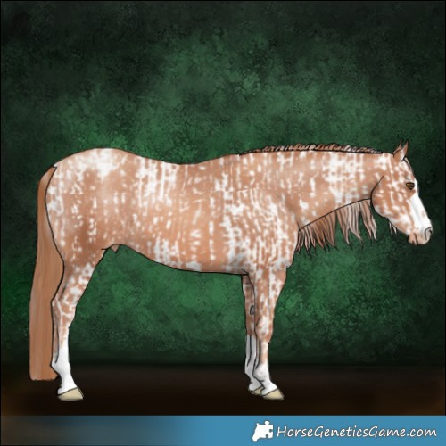 Horse Color:Classic Champagne Dun Sabino and Gold Champagne Varnish Rabicano