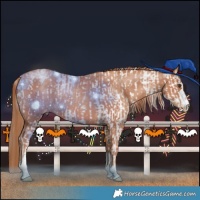Horse Color:Classic Champagne Dun Sabino  and Gold Champagne Varnish Rabicano 