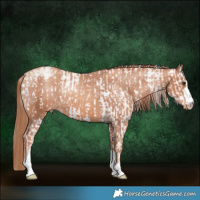 Horse Color:Classic Champagne Dun Sabino and Gold Champagne Appaloosa Rabicano