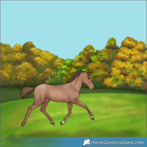Horse Color:Black Pearl 