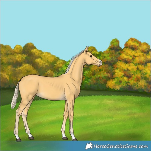 Horse Color:Palomino 