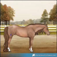 Horse Color:Liver Chestnut Pearl