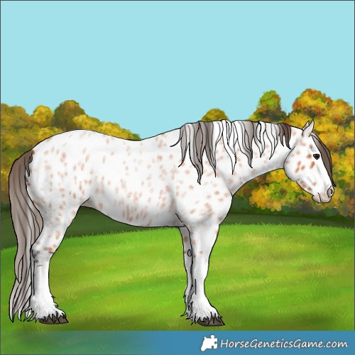 Horse Color:Bay Roan Splash Appaloosa