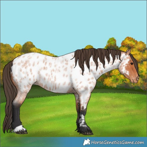 Horse Color:Bay Roan Appaloosa