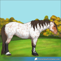 Horse Color:Bay Roan Near Leopard