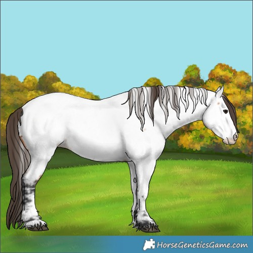 Horse Color:Bay Roan Appaloosa