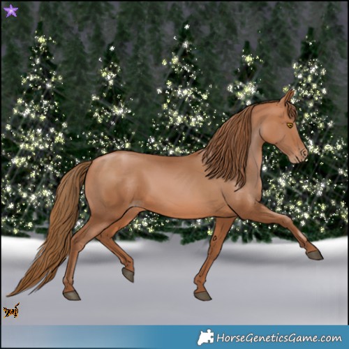 Horse Color:Bay Pearl