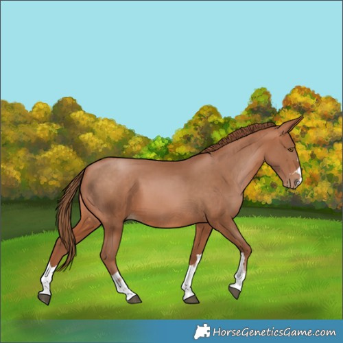 Horse Color:Brown Pearl 