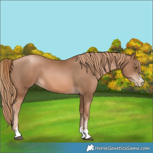 Horse Color:Liver Chestnut Pearl 