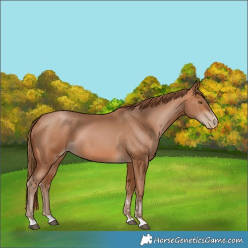Horse Color:Bay Pearl