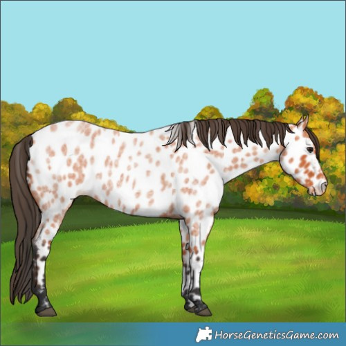 Horse Color:Bay Roan Appaloosa