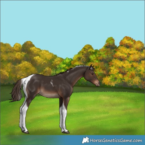 Horse Color:Liver Chestnut Tobiano 