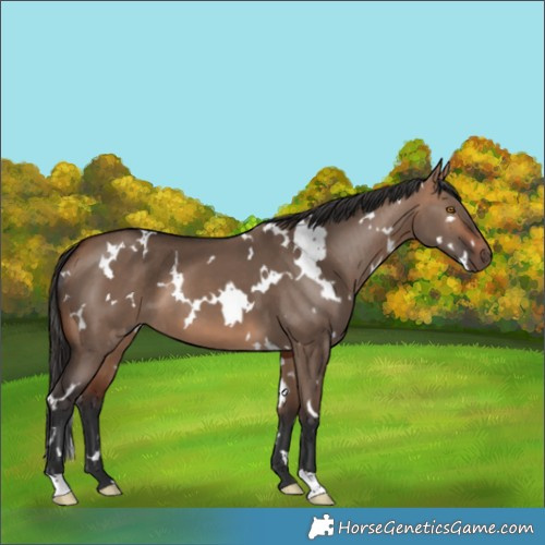Horse Color:White Spotted Bay Dun 