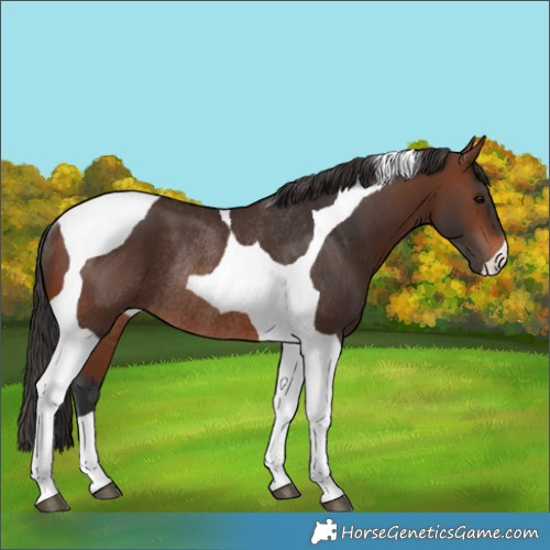 Horse Color:Brown Tobiano Rabicano