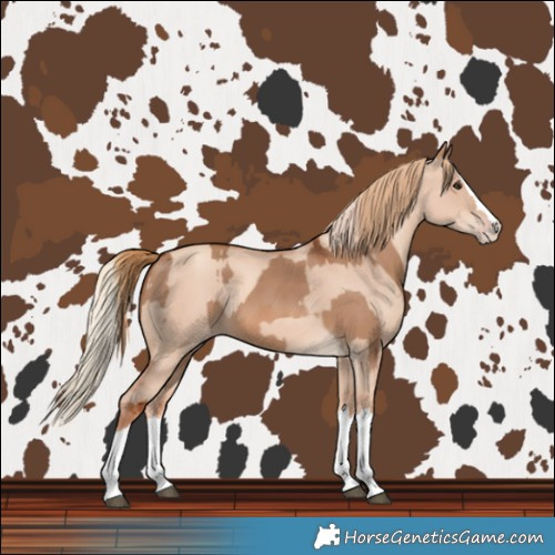 Horse Color:Red Dun Splash  and Gold Champagne Dun Splash 