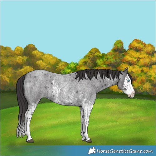 Horse Color:Smoky Blue Roan Sabino Splash  and Smoky Blue Roan Sabino Splash 