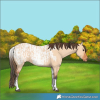 Horse Color:White Spotted Bay Dun Rabicano  and White Spotted Bay Dun Blanket Rabicano 